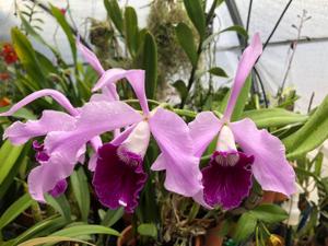Cattleya Pulcherrima