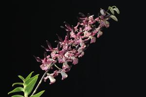 Dendrobium Sri Mulyani