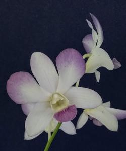 Dendrobium Aridang