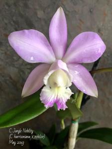 Cattleya Jungle Nobility