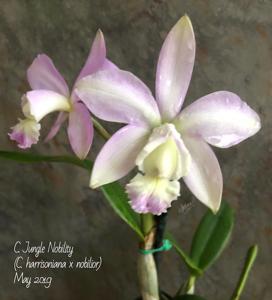 Cattleya Jungle Nobility