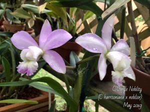 Cattleya Jungle Nobility