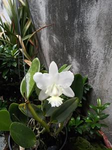 Cattleya Angelwalker