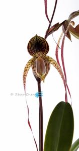 Paphiopedilum Kemp Tower-Wössner Black Wings