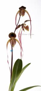 Paphiopedilum Kemp Tower-Wössner Black Wings