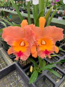 Rhyncholaeliocattleya Jessie Lee