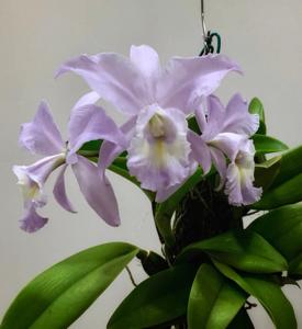 Cattleya Sea Siren