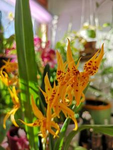 Brassidium Golden Star