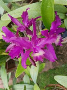 Laeliocattleya Harry Dunn