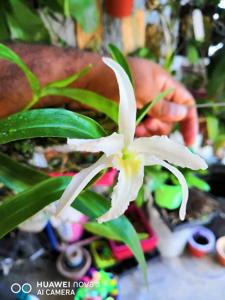 Dendrobium Ise