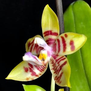 Phalaenopsis Roswitha Fischer