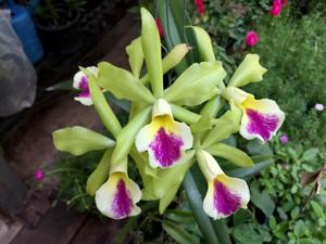 Rhynchobrassoleya Dude