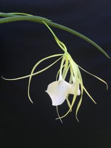 Brassavola Rediculous