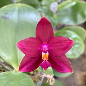 Phalaenopsis Mituo King Bellina