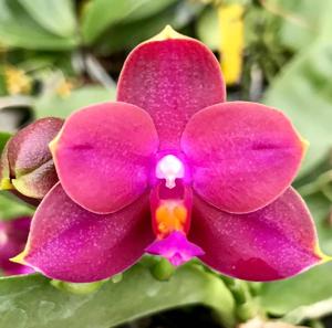 Phalaenopsis Princess Kaiulani-Encarnada de Caso