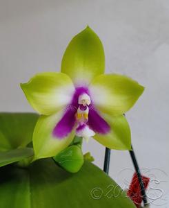 Phalaenopsis LD Double Dragon