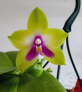 Phalaenopsis LD Double Dragon