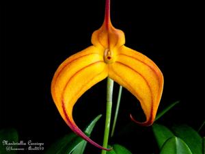 Masdevallia Cassiope