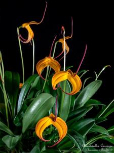 Masdevallia Cassiope