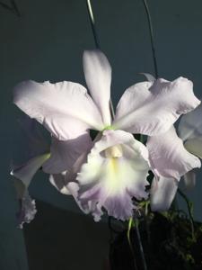 Cattleya Sea Siren