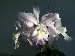 Cattleya Sea Siren