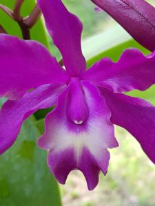 Laeliocattleya Harry Dunn