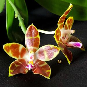 Phalaenopsis venosa-Macassar