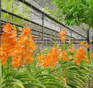 Vanda Suksamran Sunlight