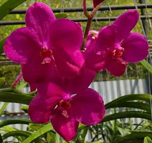 Vanda Queen Florist