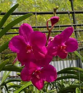 Vanda Queen Florist