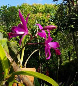 Myrmecatlaelia Carol de Biase