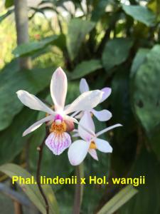 Holconopsis lindenii-wangii