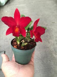 Cattlianthe Little Hazel