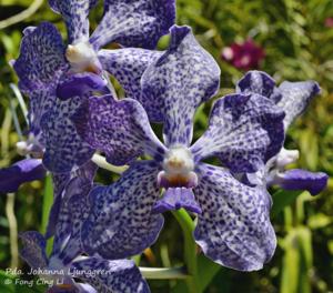 Papilionanda Johanna Ljunggren