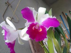 Cattleya Remo Prada