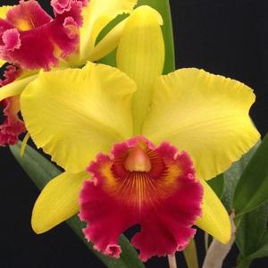 Rhyncholaeliocattleya Rodrigo Suzuki