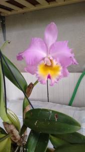 Rhyncholaeliocattleya trianae-Paradise Innocence