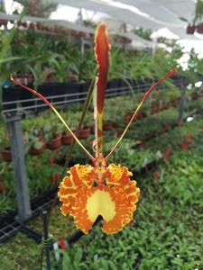 Psychopsis Butterfly