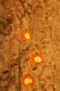 Psychopsis Butterfly