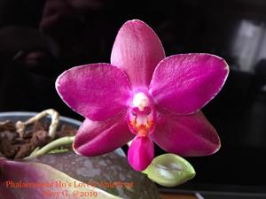 Phalaenopsis Ho's Lovely Amethyst