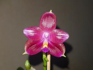 Phalaenopsis Lung Ching's Baby