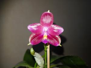 Phalaenopsis Lung Ching's Baby