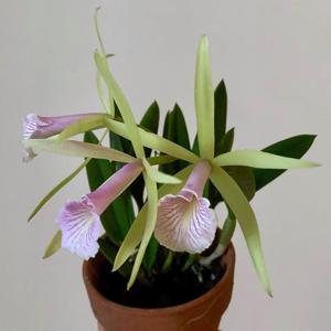 Brassocattleya Chariya
