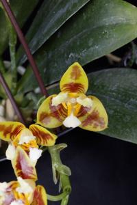 Phalaenopsis Amblearis