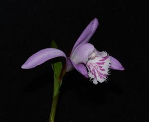 Pleione barbarae