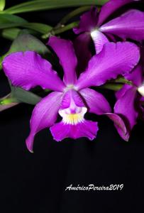 Cattleya Memoria Hiromi Nishii