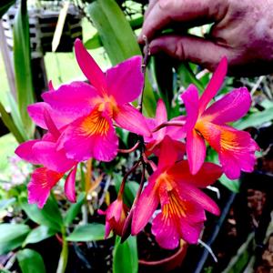 Guaritonia Henry Wan