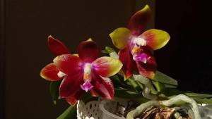 Phalaenopsis Tying Shin Fly Eagle