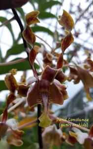 Dendrobium Constance