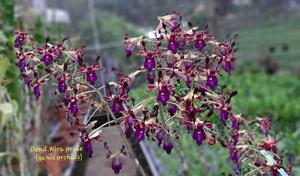 Dendrobium Wira Pride